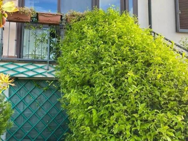 appartamento in vendita a Montescudaio