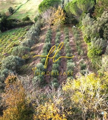 terreno agricolo in vendita a Montescudaio