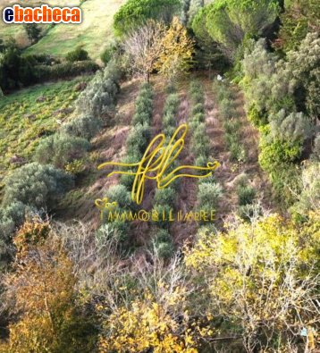 terreno agricolo in vendita a Montescudaio