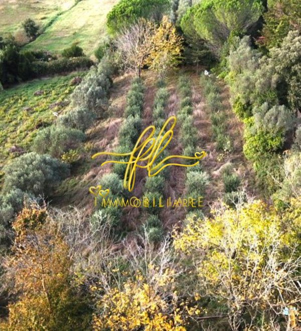 terreno agricolo in vendita a Montescudaio