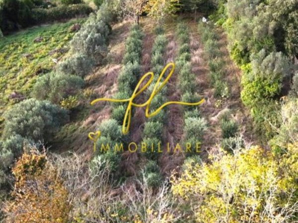 terreno agricolo in vendita a Montescudaio