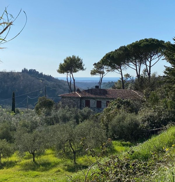 casa indipendente in vendita a Montescudaio