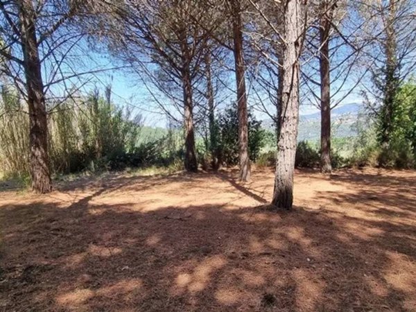 terreno agricolo in vendita a Montescudaio