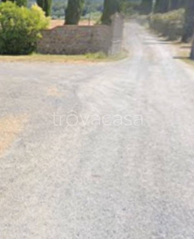 terreno agricolo in vendita a Montescudaio