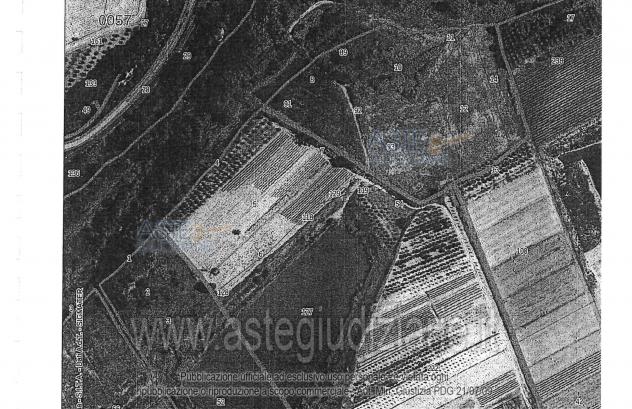 terreno agricolo in vendita a Montescudaio