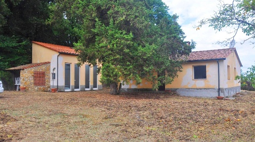 esavano in vendita a Montescudaio in zona Casa Ceciaia