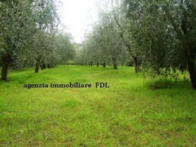 terreno agricolo in vendita a Montopoli in Val d'Arno