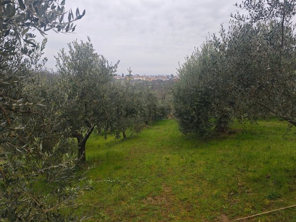 terreno agricolo in vendita a Montopoli in Val d'Arno