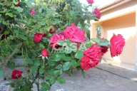 immagine annuncio 0 di 8