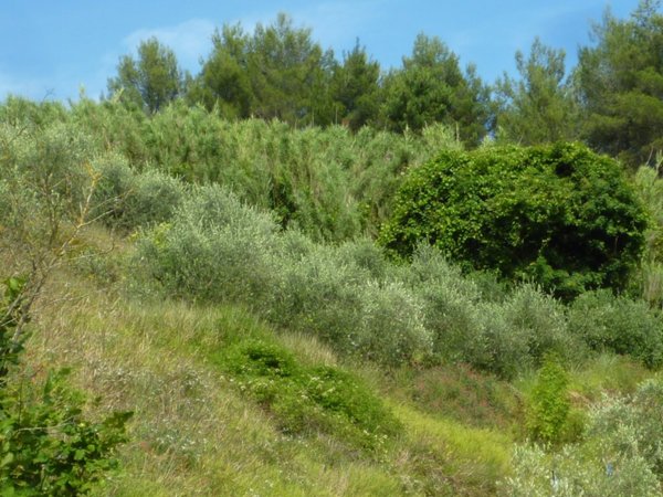 terreno agricolo in vendita a Palaia in zona Chiecinella