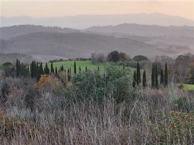 terreno agricolo in vendita a Palaia