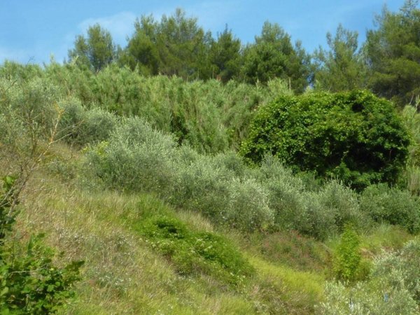 terreno agricolo in vendita a Palaia in zona Chiecinella