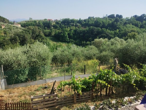 terreno agricolo in vendita a Palaia