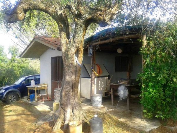 terreno agricolo in vendita a Palaia