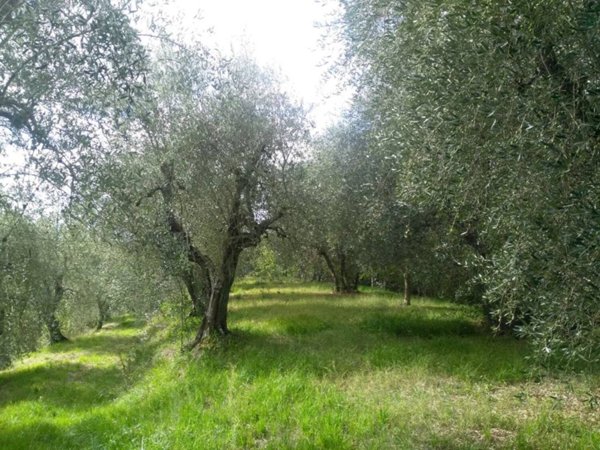 terreno agricolo in vendita a Palaia in zona Forcoli