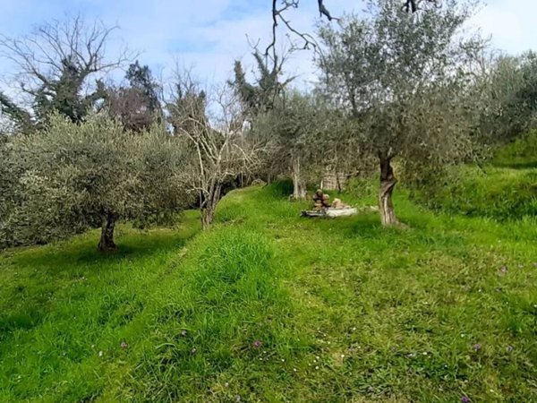 terreno agricolo in vendita a Palaia