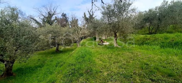terreno agricolo in vendita a Palaia