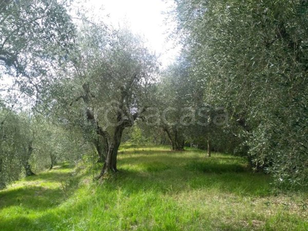 terreno agricolo in vendita a Palaia in zona Forcoli