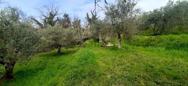 terreno agricolo in vendita a Palaia