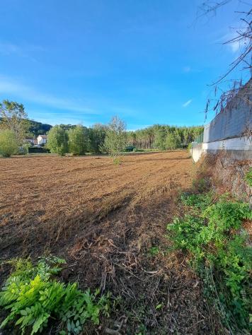 terreno agricolo in vendita a Palaia in zona Forcoli
