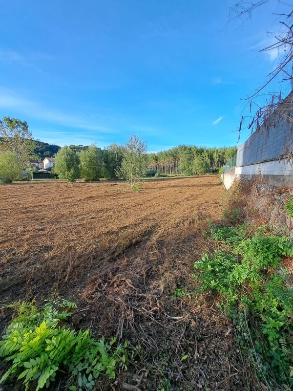 terreno agricolo in vendita a Palaia in zona Forcoli