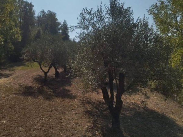 terreno agricolo in vendita a Palaia