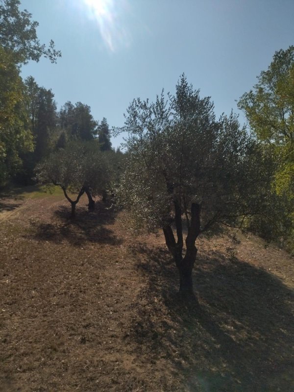 terreno agricolo in vendita a Palaia