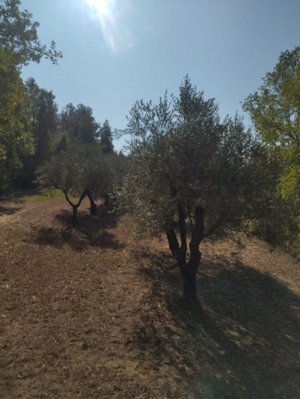 terreno agricolo in vendita a Palaia
