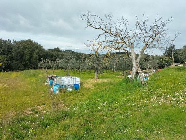 terreno agricolo in vendita a Palaia in zona Montefoscoli