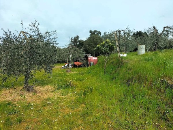terreno agricolo in vendita a Palaia in zona Montefoscoli