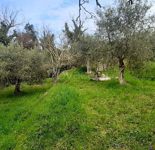 terreno agricolo in vendita a Palaia