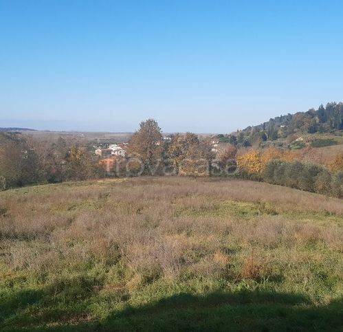 terreno agricolo in vendita a Palaia