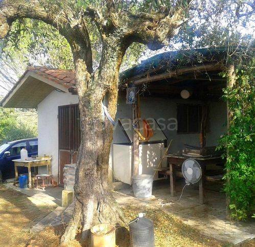 terreno agricolo in vendita a Palaia