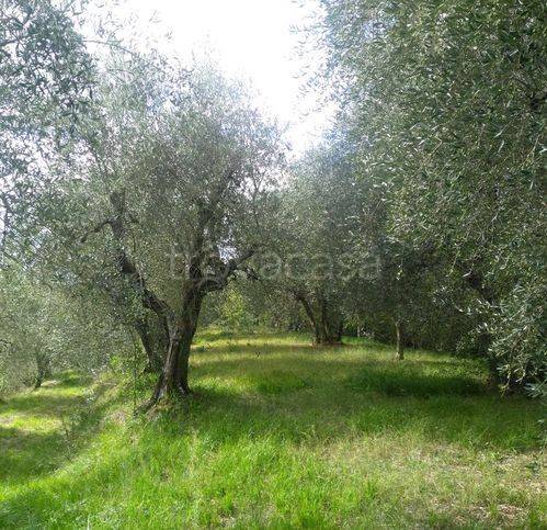 terreno agricolo in vendita a Palaia in zona Forcoli