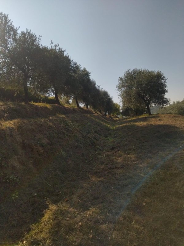 terreno agricolo in vendita a Palaia