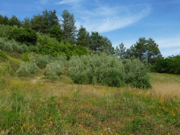 terreno agricolo in vendita a Palaia in zona Chiecinella