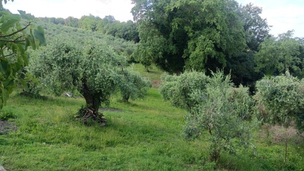 terreno agricolo in vendita a Peccioli in zona Ghizzano