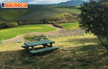 terreno agricolo in vendita a Peccioli