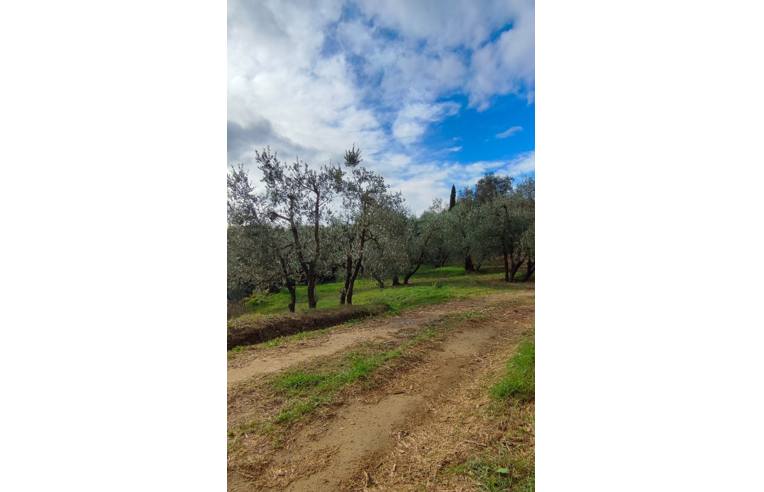 terreno agricolo in vendita a Peccioli
