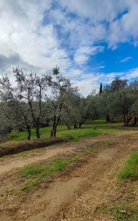 terreno agricolo in vendita a Peccioli