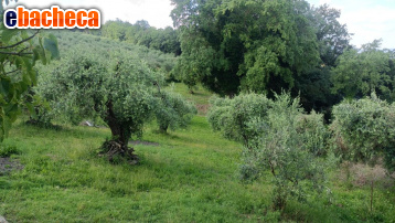 terreno agricolo in vendita a Peccioli in zona Ghizzano