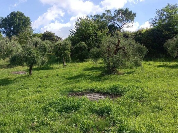 terreno agricolo in vendita a Peccioli in zona Ghizzano