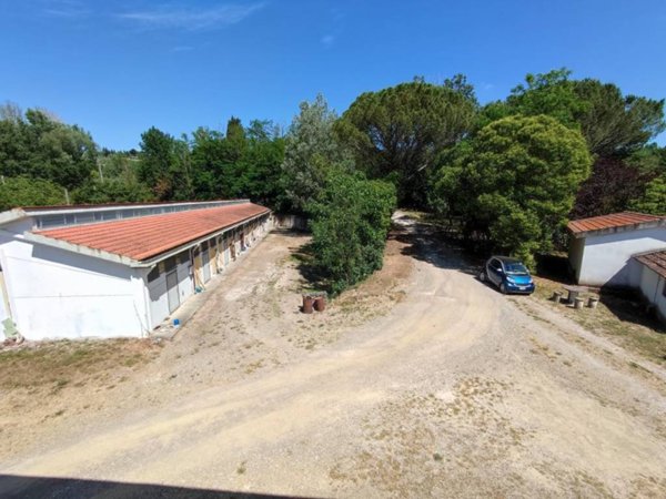 negozio in vendita a Peccioli