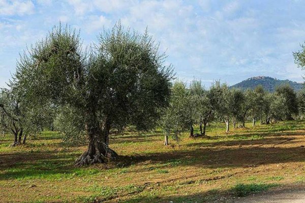 terreno agricolo in vendita a Peccioli in zona Ghizzano