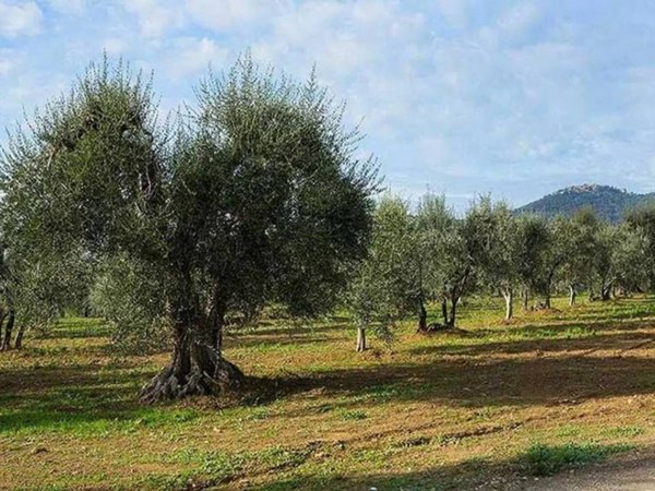 terreno agricolo in vendita a Peccioli in zona Ghizzano