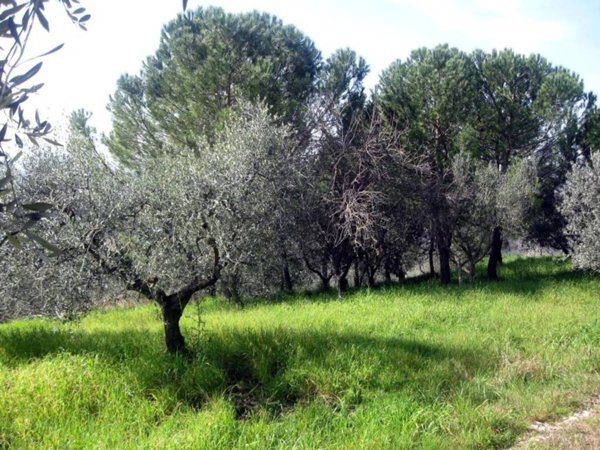 terreno agricolo in vendita a Peccioli in zona Legoli