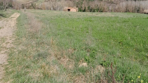terreno agricolo in vendita a Peccioli in zona Libbiano