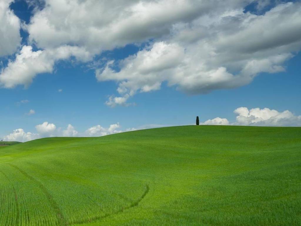 terreno agricolo in vendita a Peccioli