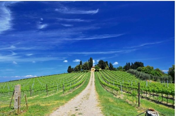 terreno agricolo in vendita a Peccioli