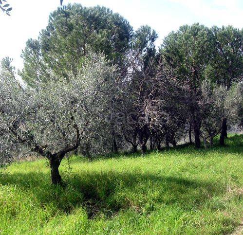 terreno agricolo in vendita a Peccioli in zona Legoli